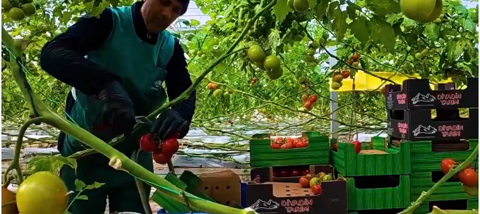 Bakan Yumaklı’dan “Karlar altında domates üretimi” paylaşımı