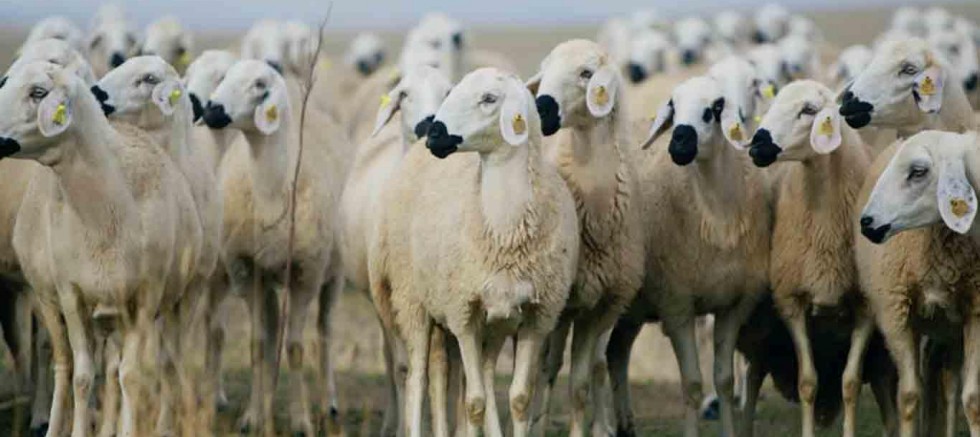 "Kırsalda bereket küçükbaşa destek" projesi başlıyor