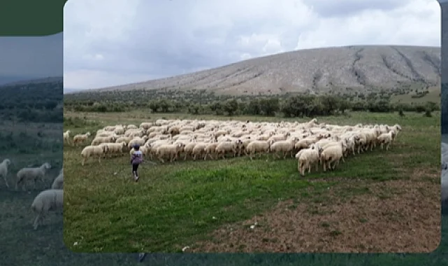 Kırsalda Bereket Projesi hazırlığı... 150 bin küçükbaş dağıtılacak