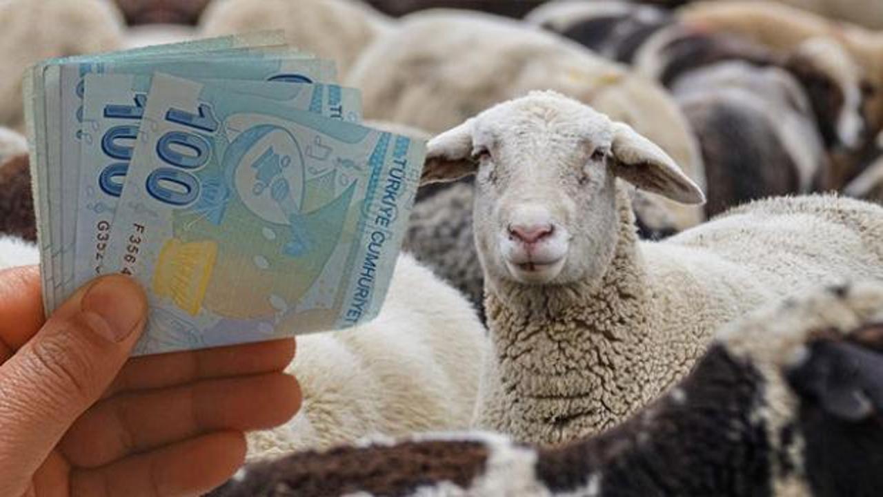Küçükbaş hayvan desteği ne zaman verilecek? Takvim açıklandı!