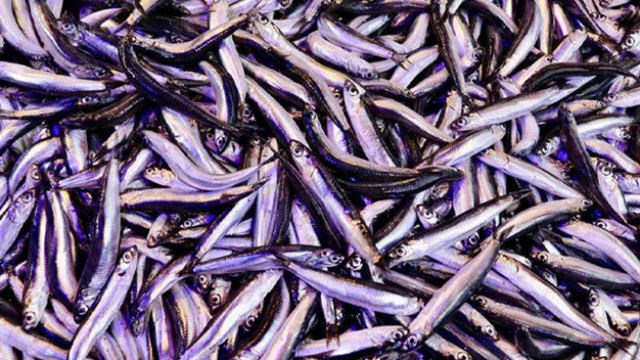 Trabzon'da ramazanda balığa olan ilgi devam ediyor