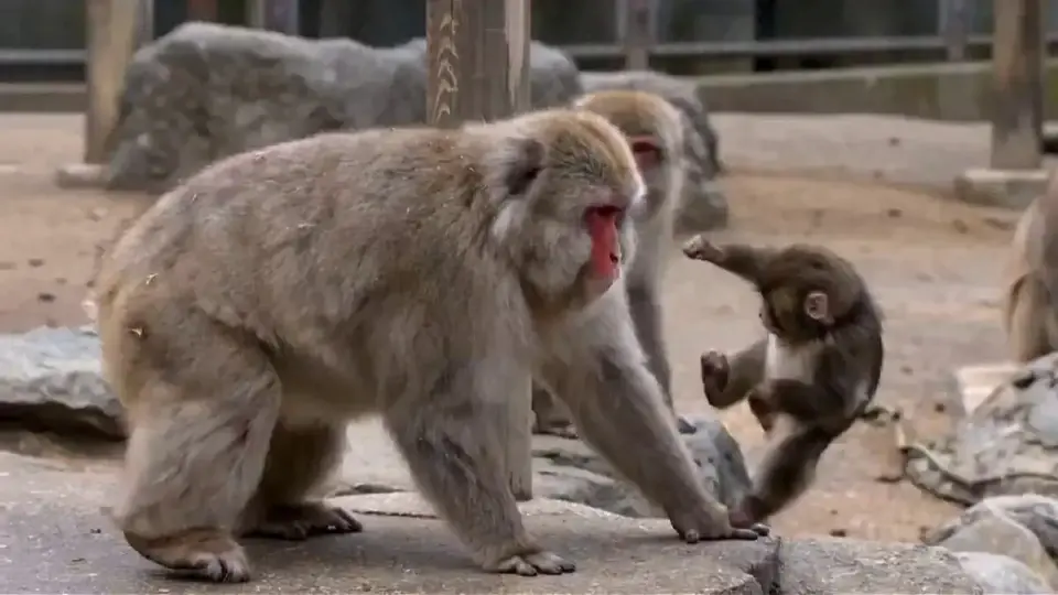Bir sosyal medya kullanıcısı, Punch’ın kendisine zorbalık yapan hayvanat bahçesi maymunlarından intikam aldığı bir yapay zeka videosu oluşturdu