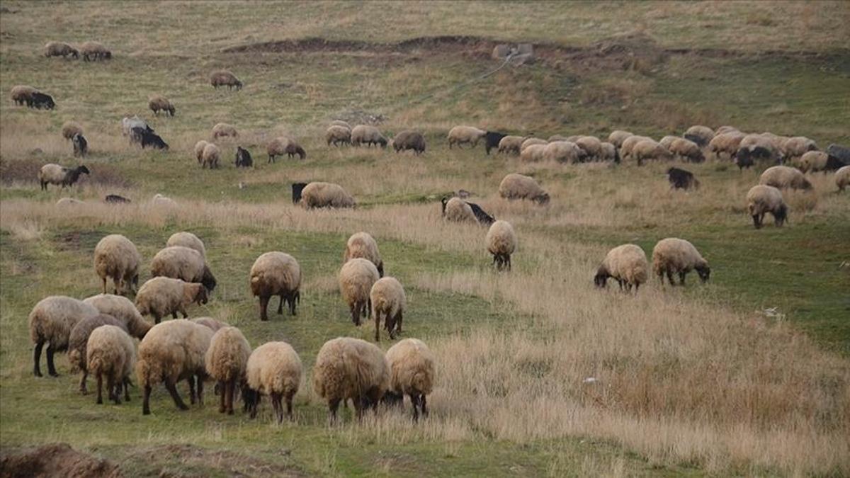 Abundance in the Countryside Project: 150,000 Small Ruminant Support and Application Details