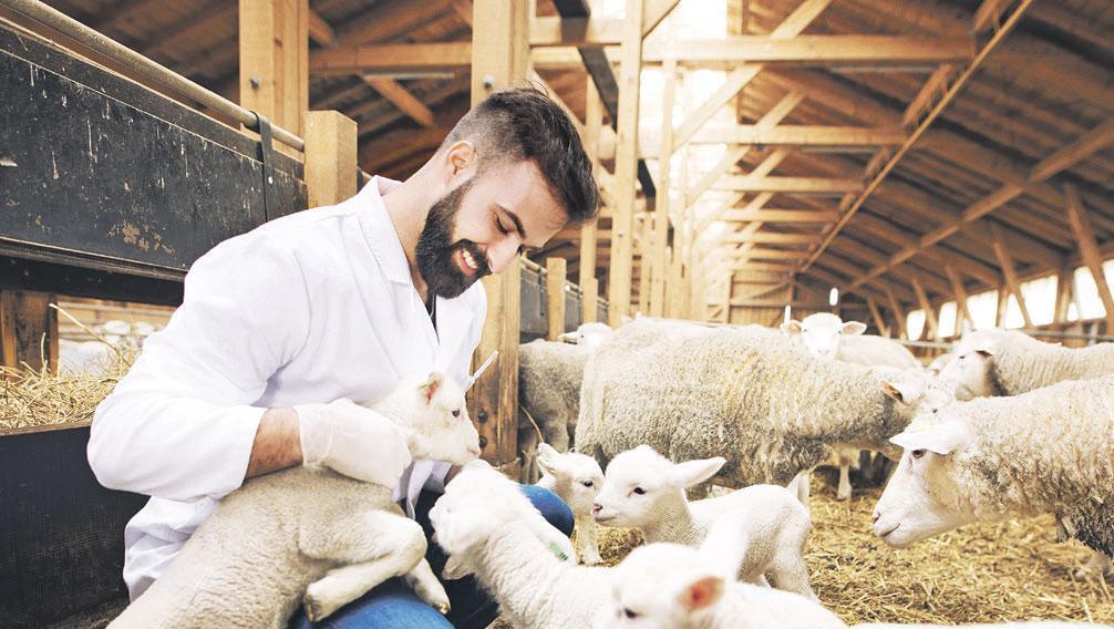 Abundance in the Countryside Project: 150,000 Small Ruminants and 15,000 TL Monthly Support for Producers