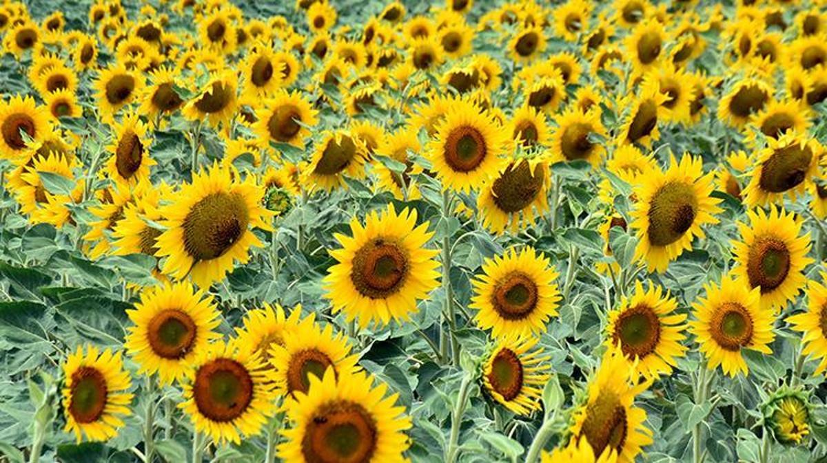 Edirne'de Rekor Yağış: Barajlar Doldu, Tarımda Verim Beklentisi Arttı