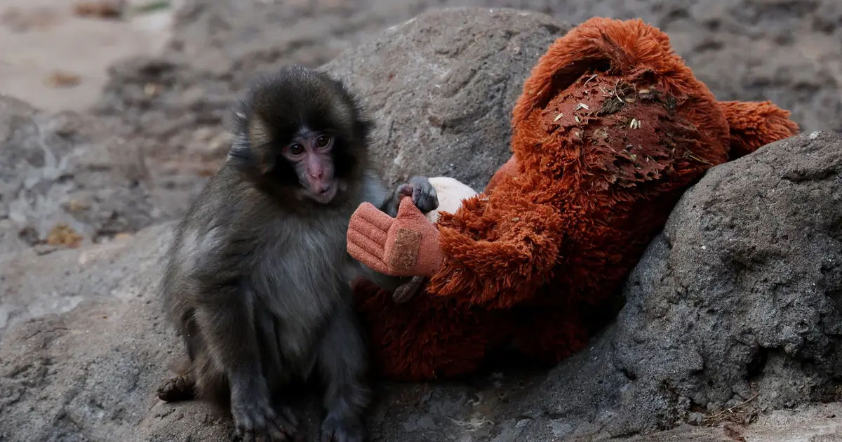 Punch sosyal medyayı ikiye böldü. Hayvanat bahçesine eleştiri yağıyor | NTV Haber