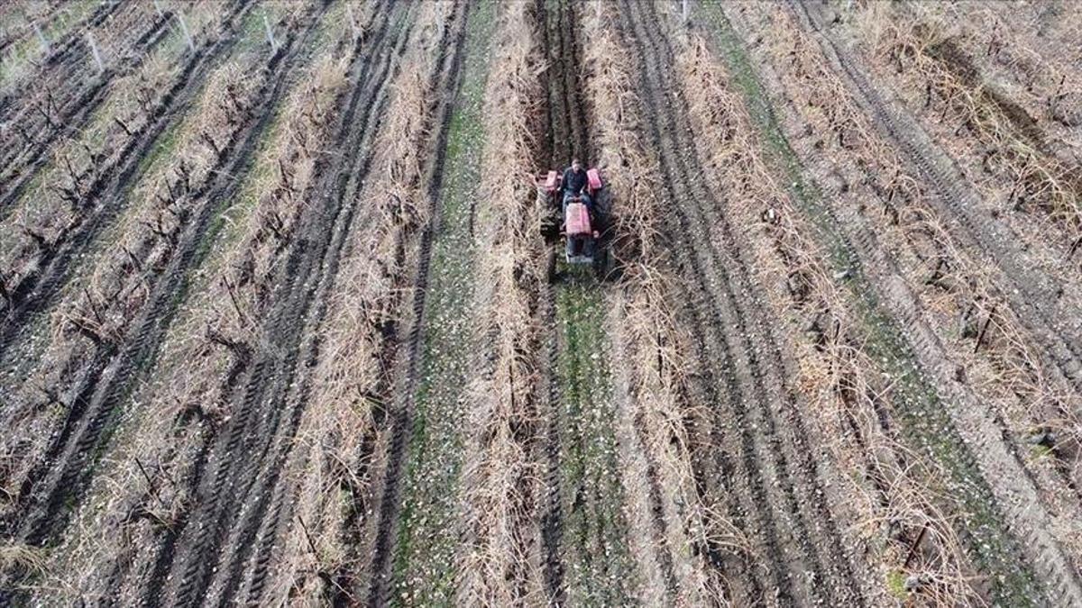 Elazığda yoğun kar üzüm üreticisini sevindirdi: Verim artışı bekleniyor - Ekonomi Haberleri