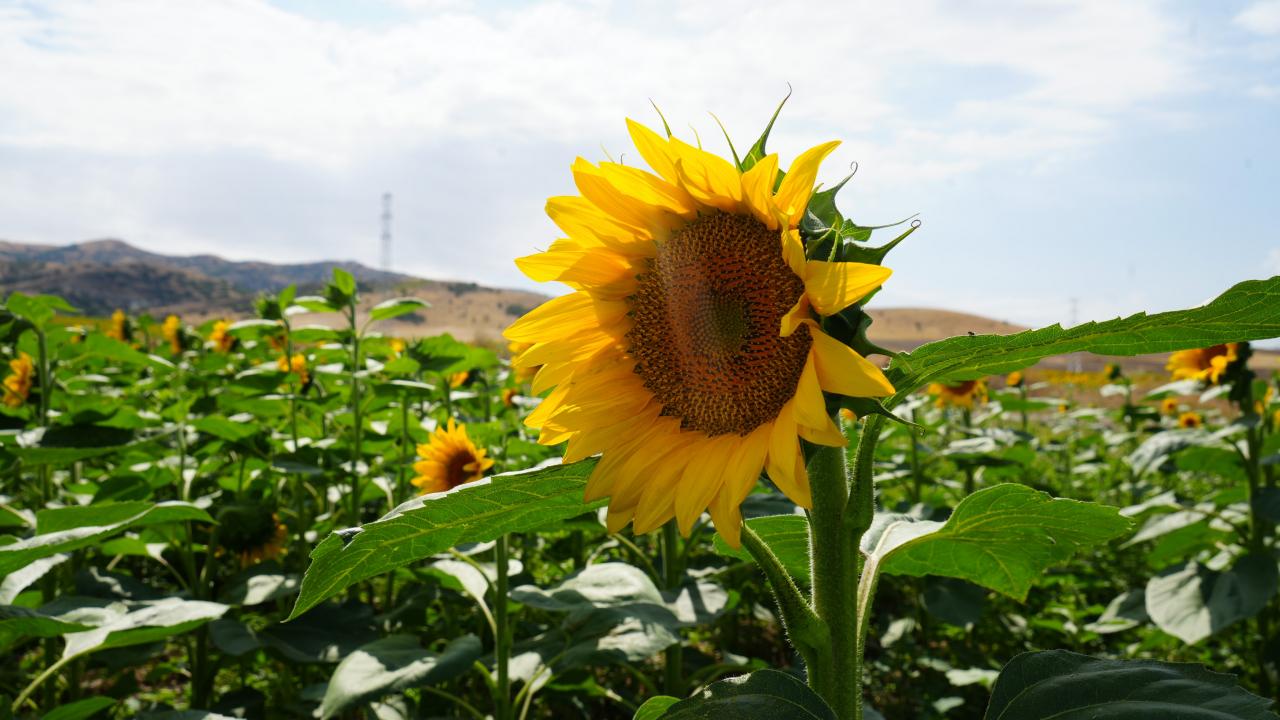 Sunflower Planting Begins in Polatlı Following Wheat Harvest