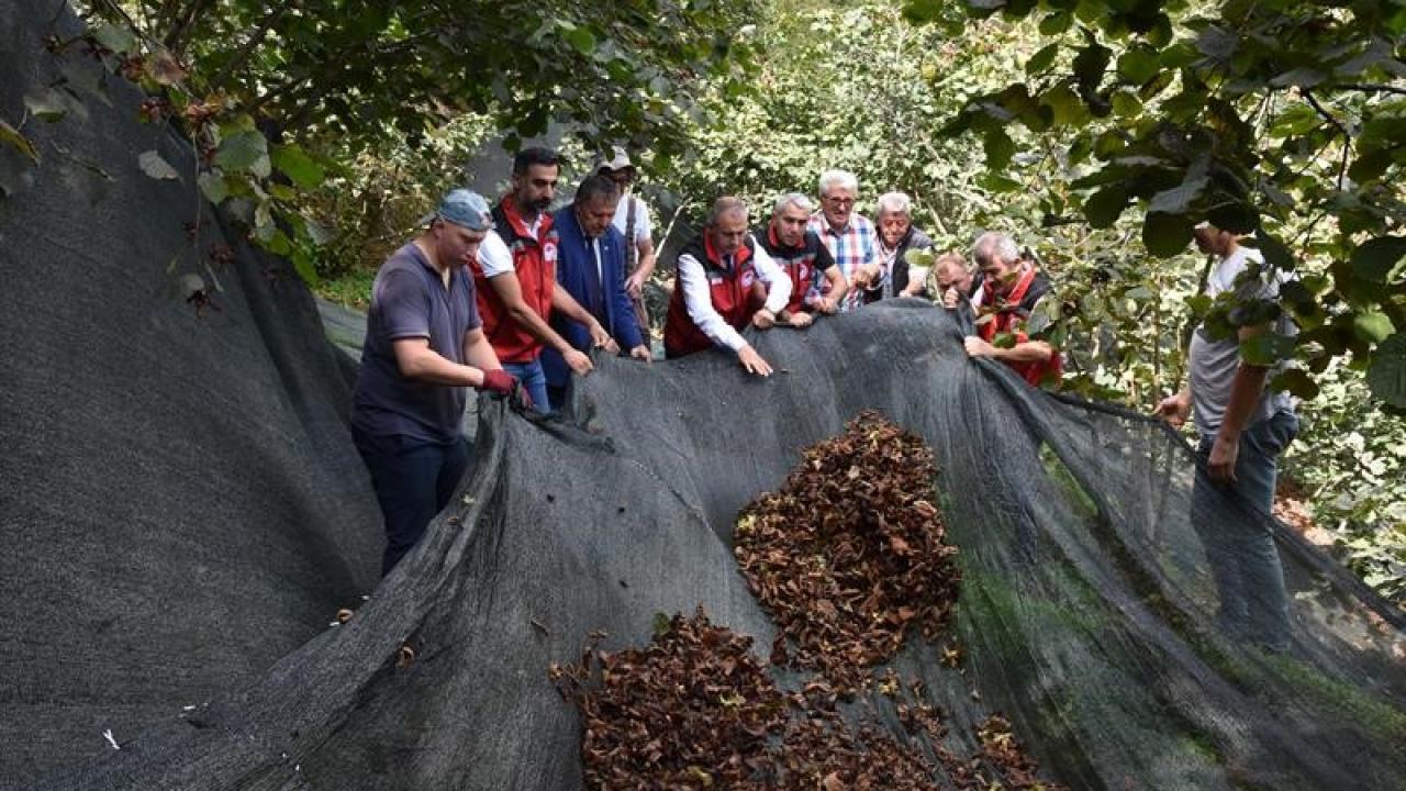 Huge benefit for hazelnut growers: Harvest costs fall 80%