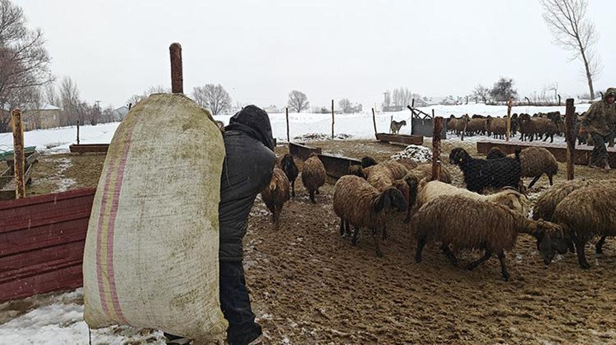 Muş'ta Hayvancılık Destekleri Etkisini Gösterdi: Küçükbaş Hayvan Varlığında Yüzde 22 Artış