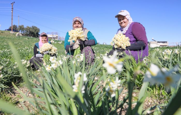 Narcissus Onion Boosts Local Economy