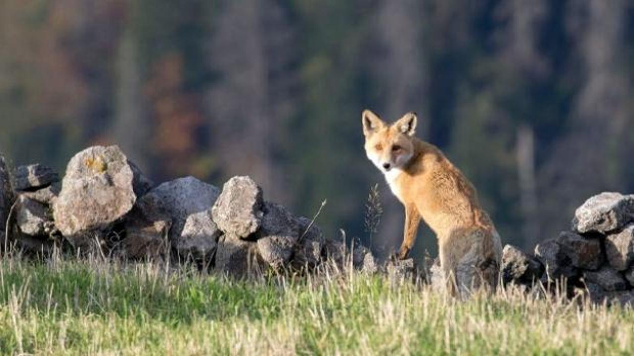 İstilacı Yabancı Türlerle Mücadele Yönetmeliği Resmi Gazete'de Yayımlandı